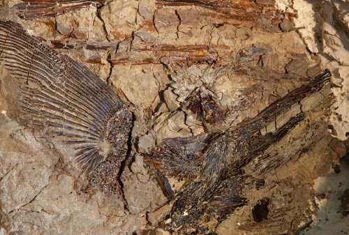 کشف بزرگترین تجمع پرندگان عصر دایناسور‌ها در نزدیک دیوار چین